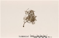 藏品(環裂菘蘿)的圖片